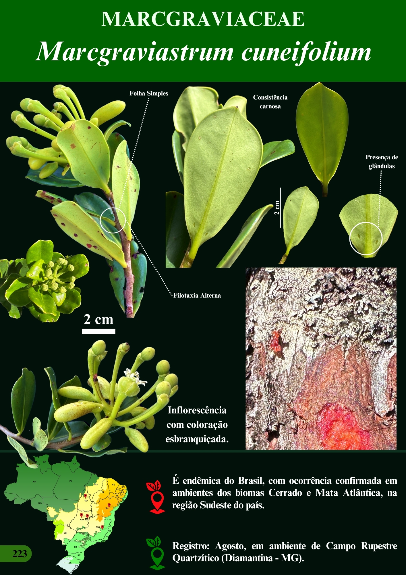 Página interna do guia arbóreo com Marcgraviastrum cuneifolium