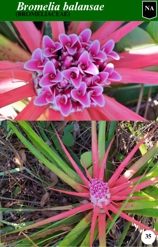 Página interna do guia não arbóreo com Bromelia balansae
